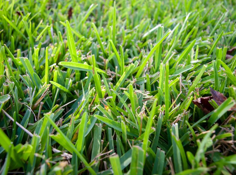 St. Augustine Grass | DTE Landscape
