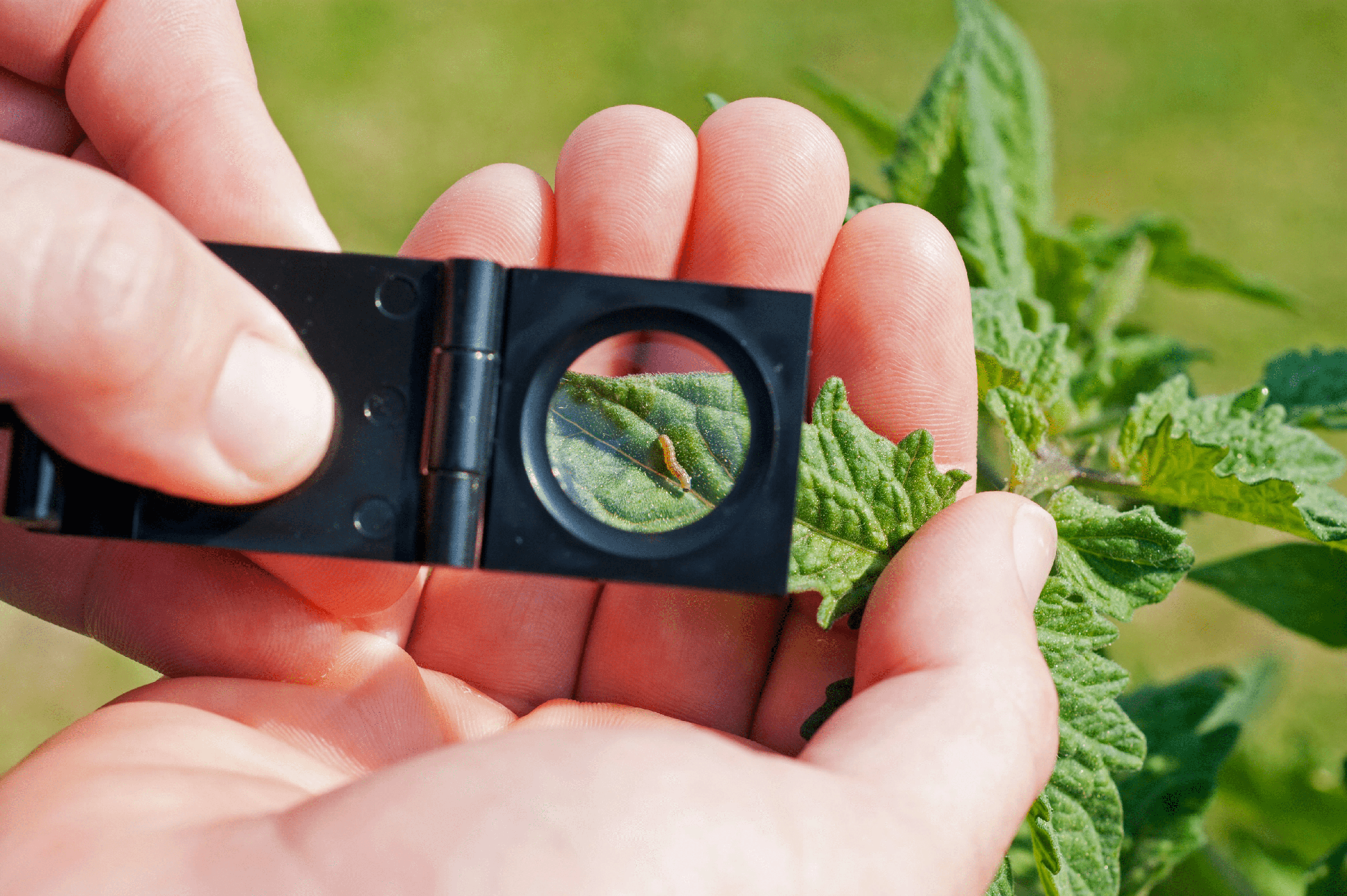 Integrated Pest Management